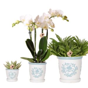 Kolibri Company | Plantenset Witte Phalaenopsis Orchidee Amabilis en Succulenten incl. keramieken Malaga sierpotten
