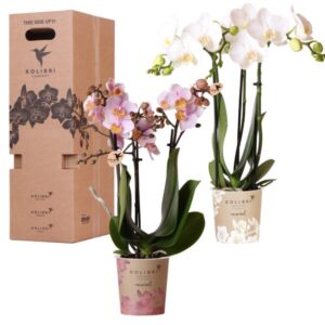 Kolibri Orchids - Surprise box mix - planten voordeel box - verrassingsbox met 2 verschillende orchideeën Ø9cm - vers van de kweker