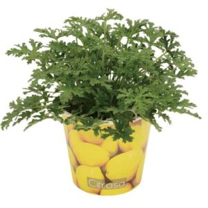 Pelargonium Citrosa 12cm - Beker Citroen - Ø12cm - ↕18cm