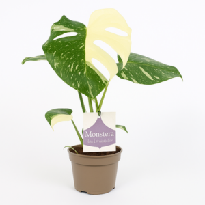 Monstera Thai Constellation 12cm - Ø12cm - ↕30cm