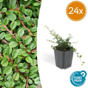 24x Cotoneaster pr. 'Streib's Findling' - ↕10-25cm - Ø9cm