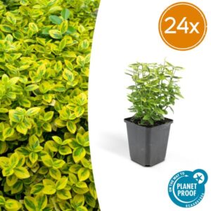 24x Euonymus fort. 'Emerald 'n Gold’ - ↕10-25cm - Ø9cm