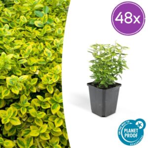 48x Euonymus fort. 'Emerald 'n Gold’ - ↕10-25cm - Ø9cm