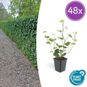 48x Hedera Hibernica - ↕10-25cm - Ø9cm