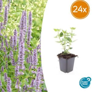 24x Agastache 'Blue Fortune' - ↕10-25cm - Ø9cm