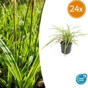 24x Carex morrowii 'Aureovariegata' - ↕10-25cm - Ø9cm
