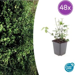 48x Euonymus fort. 'Coloratus' - ↕10-25cm - Ø9cm