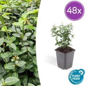 48x Euonymus fortunei radicans - ↕10-25cm - Ø9cm