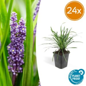 24x Liriope muscari 'Big Blue' - ↕10-25cm - Ø9cm