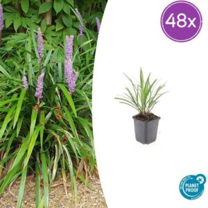 48x Liriope muscari 'Ingwersen' - ↕10-25cm - Ø9cm