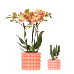 Kolibri Company | Plantenset Poppy oranje | Oranje Phalaenopsis Orchidee Jamaica en Succulent incl. keramieken sierpotten