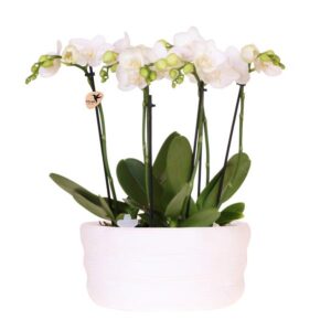 Kolibri Orchids | witte orchideeënset in Como dish incl. waterreservoir | drie witte orchideeën Amabilis 9cm | Mono Bouquet wit met zelfvoorzienend waterreservoir