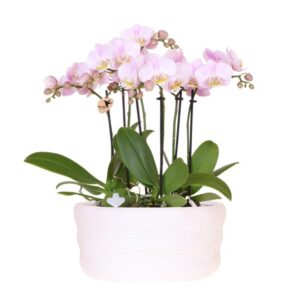 Kolibri Orchids | roze orchideeënset in Como dish incl. waterreservoir | drie roze orchideeën Portugal 9cm | Mono Bouquet roze met zelfvoorzienend waterreservoir