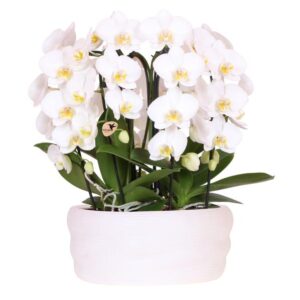 Kolibri Orchids | Witte orchideeënset in Como dish incl. waterreservoir | drie witte Niagara Falls orchideeën 12cm | Mono Bouquet wit met zelfvoorzienend waterreservoir