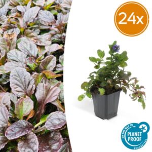 24x Ajuga reptans - ↕10-25cm - Ø9cm