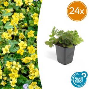 24x Waldsteinia ternata - ↕10-25cm - Ø9cm