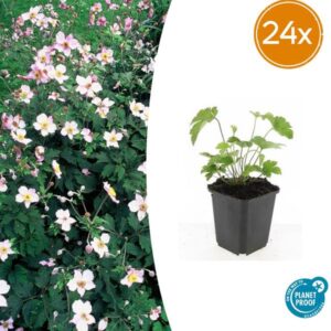24x Anemone tom. 'Robustissima' - ↕10-25cm - Ø9cm