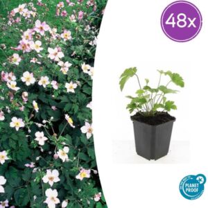 48x Anemone tom. 'Robustissima' - ↕10-25cm - Ø9cm