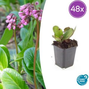 48x Bergenia cordifolia 'Herbstblüte' - ↕10-25cm - Ø9cm