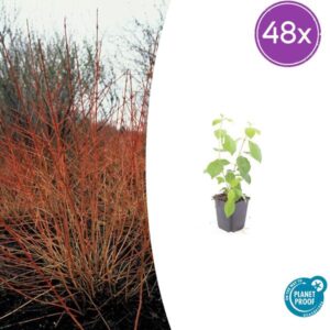 48x Cornus sang. 'Midwinter Fire' - ↕10-25cm - Ø9cm