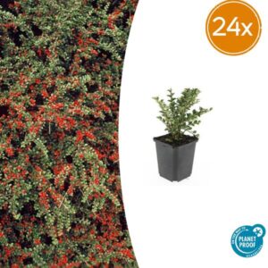 24x Cotoneaster horizontalis - ↕10-25cm - Ø9cm