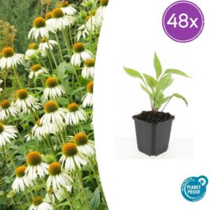 48x Echinacea p. 'White Swan' - ↕10-25cm - Ø9cm