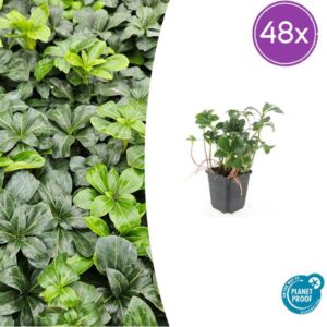 48x Pachysandra term. 'Green Sheen' - ↕10-25cm - Ø9cm