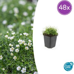 48x Sagina subulata - ↕10-25cm - Ø9cm