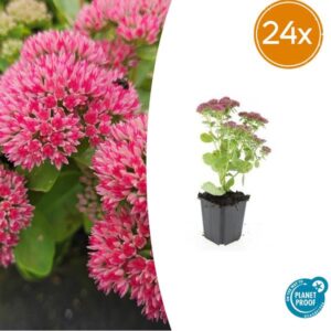 24x Sedum 'Herbstfreude' - ↕10-25cm - Ø9cm