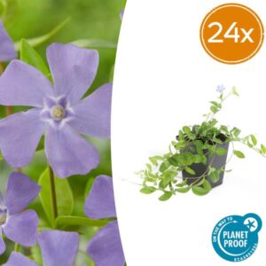 24x Vinca minor 'La Grave' - ↕10-25cm - Ø9cm