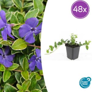 48x Vinca minor 'Ralph Shugert' - ↕10-25cm - Ø9cm