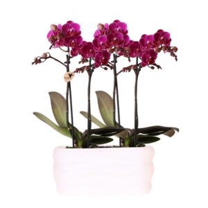 Kolibri Orchids | Paarse orchideeënset in Como dish incl. waterreservoir | twee paarse Morelia orchideeën 9cm