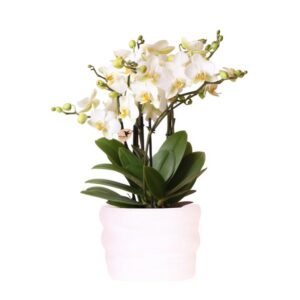 Kolibri Orchids | Witte orchidee Lausanne 12cm in Como pot incl. waterreservoir