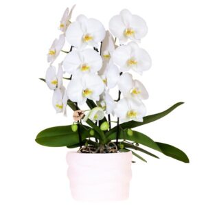 Kolibri Orchids | Witte Niagara Falls orchidee 12cm in Como pot incl. waterreservoir