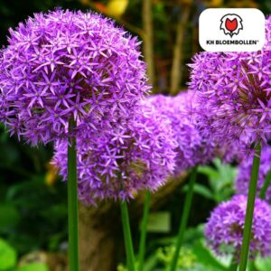 Allium Globemaster 5 stuks