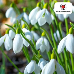 Sneeuwklokjes 30 stuks