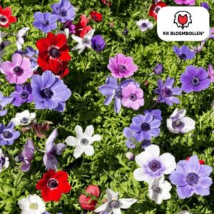 Anemonen enkel 30 stuks