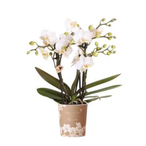 Kolibri Orchids | Witte phalaenopsis orchidee potmaat Ø9cm | Zürich | bloeiende kamerplant - vers van de kweker