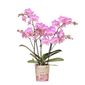 Kolibri Orchids | Roze phalaenopsis orchidee potmaat Ø9cm | Switzerland | bloeiende kamerplant - vers van de kweker