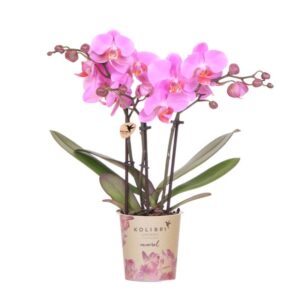 Kolibri Orchids | Paars roze phalaenopsis orchidee potmaat Ø9cm | Frederikstad | bloeiende kamerplant - vers van de kweker