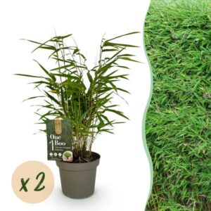 Green boutiQ - Bamboe - Fargesia rufa - Groen - 2 Planten - Bladhoudend - Niet Woekerend- Pot 14cm Hoogte 35cm