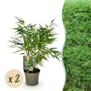 Green boutiQ - Bamboe - Fargesia rufa - Groen - 2 Planten - Bladhoudend - Niet Woekerend- Pot 17cm Hoogte 60cm