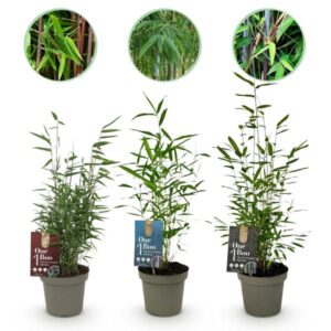 Green boutiQ - Bamboe - Fargesia dragon Tricolour - Zwart, Rood, Blauw - 3 Planten - Bladhoudend - Niet Woekerend- Pot 14cm Hoogte 35cm