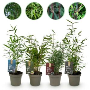 Green boutiQ - Bamboe - Fargesia mix Rainbow - Zwart, Rood, Blauw en Groen - 4 Planten - Bladhoudend - Niet Woekerend- Pot 14cm Hoogte 35cm