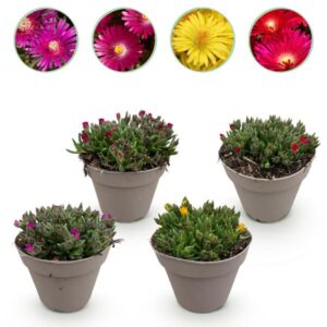 Green boutiQ - Bodembekker - Winterhard - Delosperma - 4 Planten - Kleuren Rood - Geel - Paars - Roze - Weinig Onderhoud - Pot 14 Hoogte 17