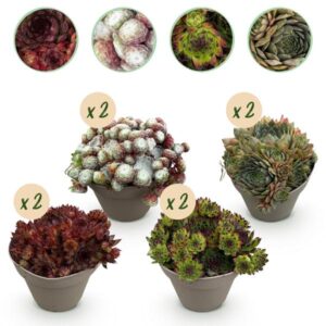 Green boutiQ - Bodembedekker - Winterhard -Sempervivum Big Sam - 8 Planten - Diversen kleuren - Weinig Onderhoud - Pot 14 Hoogte 17