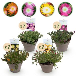 Green boutiQ - Bodembedekker - Winterhard - Delosperma Jewel of Dessert - 8 Planten - Kleuren Rood - Oranje - Paars - Roze - Weinig Onderhoud - Pot 14 Hoogte 17