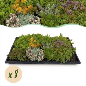 Green boutiQ - Bodembedekker - Winterhard - Sedum mat - Bestaat uit 10 soorten - X8 - Weinig Onderhoud - Lengte 50 Breedte 30