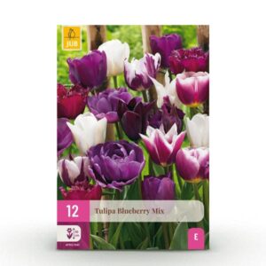 Green boutiQ - Bloembollen - Tulp Blueberry mix - Diversen Kleuren - 12 stuks - Bolmaat 11/12 - XXL Pack