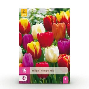 Green boutiQ - Bloembollen - Tulp Triumph mix - Diversen kleuren - 15 stuks - Bolmaat 11/12 - XXL Pack
